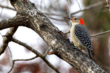 Fototapeta premium Red bellied woodpecker perched on limb against blurry winter background. 