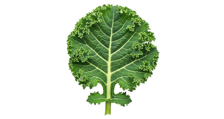 Single green curly kale leaf with detailed veins and stem vegetable healthy