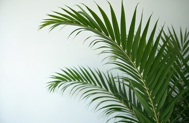 Fototapeta premium Green tropical palm leaves overlap on a white wall background. Minimalist botanical arrangement with lush foliage in studio lighting. Nature organic pattern creates fresh, clean backdrop.