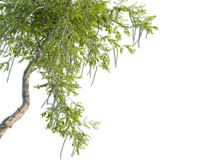 Moringa oleifera tree corner view, cutout, transparent background, 8k png, isolate, Isolated moringa tree branches with seed pods against a black backdrop