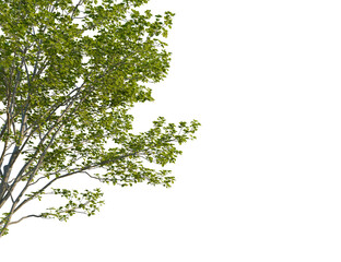 Fototapeta premium Platanus orientalis tree corner view, cutout, transparent background, 8k png, isolate, Elegant tree branches with vibrant green leaves against dark background