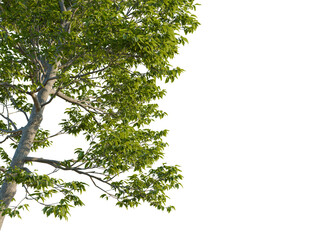 Ulmus pumila tree corner view, cutout, transparent background, 8k png, isolate, Sunlit tree branches with fresh green leaves against black background