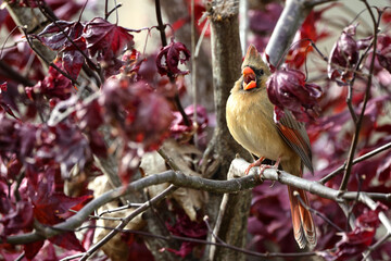 Female northern cardinal perched on limb against blurry winter background. 