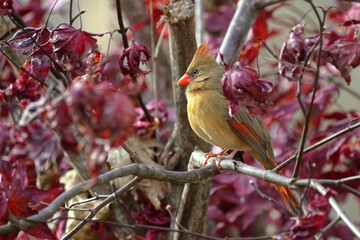 Female northern cardinal perched on limb against blurry winter background. 