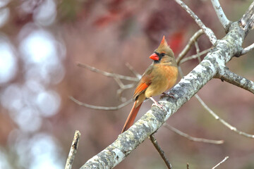 Female northern cardinal perched on limb against blurry winter background. 