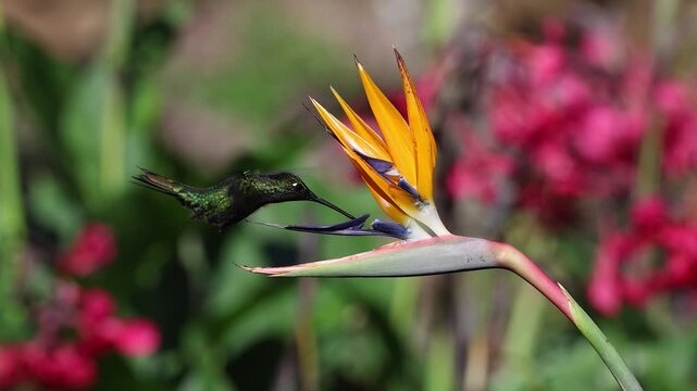 A hummingbird in Costa Rica 