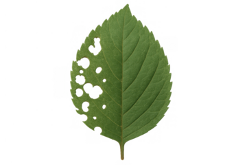 Green leaf with holes from insect damage, showing plant decay and imperfection on a transparent background