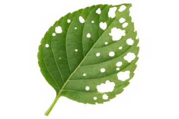 Green leaf with insect holes showing plant damage and pest infestation on transparent background