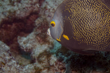 French Angelfish Adult Phase Pomacanthus Paru with Copy-Space