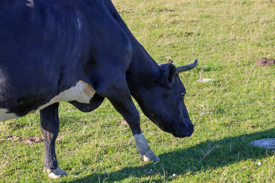 ​A large black and white cow grazes in a bright green meadow on a sunny day, bending its head down to the grass. The animal, shown from the side, has short horns and white patches on its legs and bell