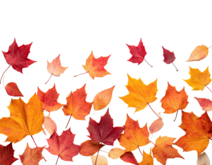 A collection of multi-colored leaves of various shapes are arranged against a black backdrop