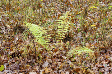 Bright green ferns grow on the forest floor, covered with a thick layer of brown fallen leaves and dry grass. Some fern fronds are turning yellow, emphasizing the change of seasons.