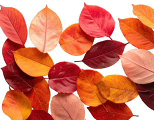 Close-up of various autumnal leaves in shades of red, orange, and yellow