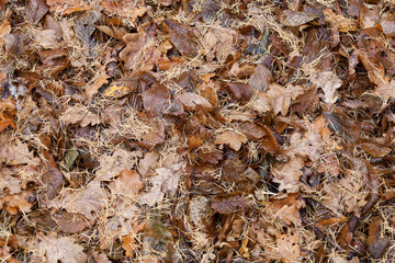 Detailed texture of the forest floor, completely covered with a dense layer of dry autumn leaves in various shades of brown.
