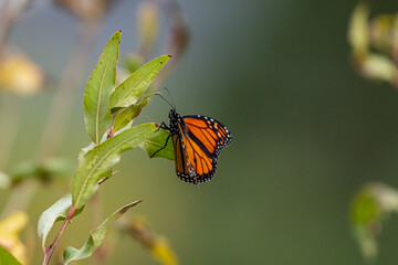 Beautiful, colorful Monarch butterfly alit on a leaf.