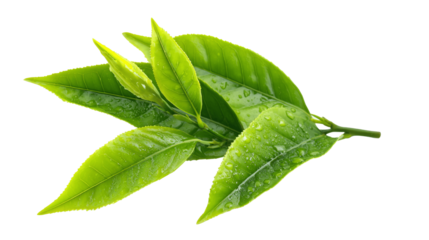 Fresh green leaves with dew drops exhibit vibrant nature and purity.