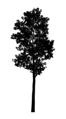 Silhouette of a solitary tree