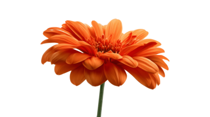 Vibrant orange gerbera daisy against a clean white background.