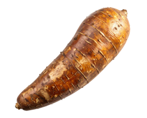 A fresh single cassava tuber captured from a top-down perspective, showing natural br 