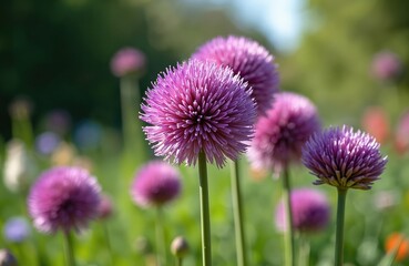 Giant Onion flowers bloom in garden. Purple Allium flowers in field. Beautiful blossoming Allium Giganteum in green grass. Ornamental onion plants in garden. Closeup of purple flowers.