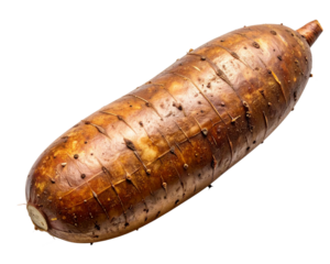 A fresh single cassava tuber captured from a top-down perspective, showing natural br 