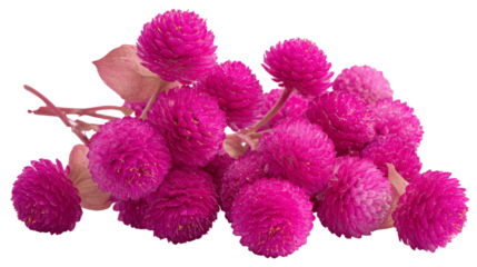 Vibrant pink globe amaranth blossoms clustered against a white backdrop.