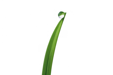 Water drop balancing on green grass blade displaying morning dew and freshness, isolated on transparent background