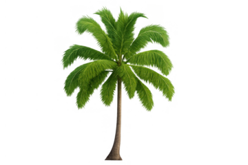 Palm tree with green fronds on transparent background representing tropical summer vacation and relaxation