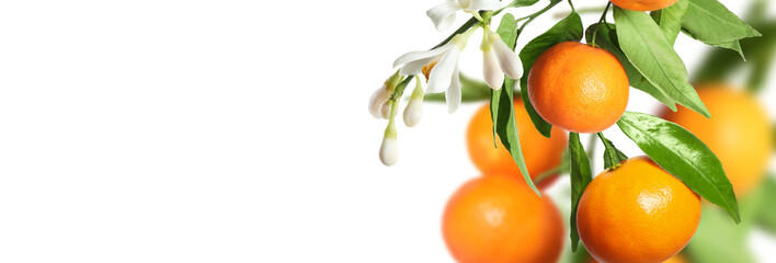 Ripe tangerines on branches with green leaves and flowers against white background. Banner design