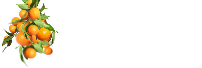 Ripe tangerines on branches with green leaves against white background. Banner design