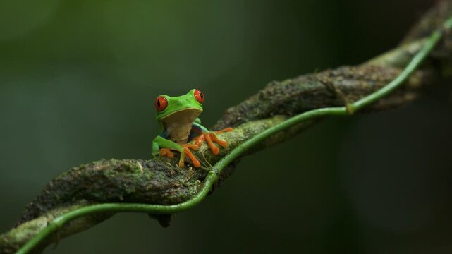 A Red-eyed tree frog in Costa Rica 