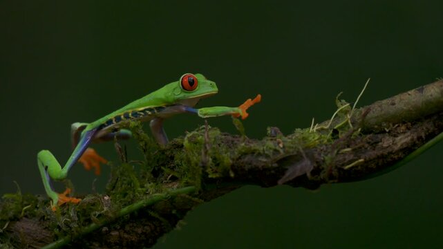 Red-eyed tree frog in Costa Rica 