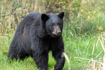 Close up of a black bear in an open space in Eastern Colorado.