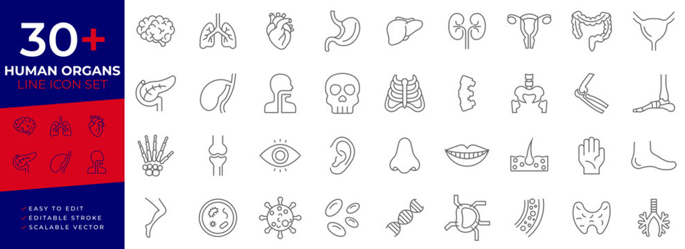 Human organ & body part line art icon set featuring editable strokes and representing human anatomy, skeletal and organ parts for professional healthcare and educational design projects.