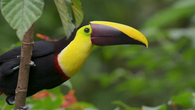 Toucan in the rainforest of Costa Rica 