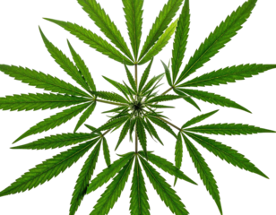 Overhead shot of vibrant green, symmetrical leaves radiating outward