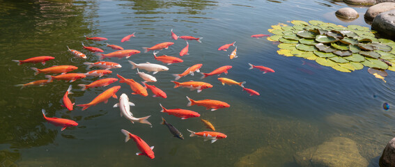 Koi fish swimming in tranquil pond surrounded by lily pads and rocks. Colorful koi fish display vibrant patterns and movement in peaceful water. Concept of serenity and nature with koi fish.