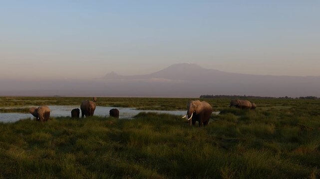 Elephants in Amboseli National Park, Kenya