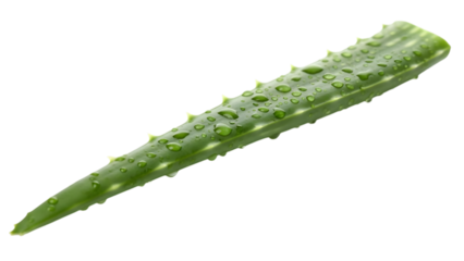 Aloe vera leaf isolated on black background close up