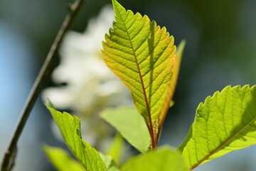 Exochorda serratifolia foliage of ovate serrated leaves arranged alternately along smooth upright branches in Korean landscapes