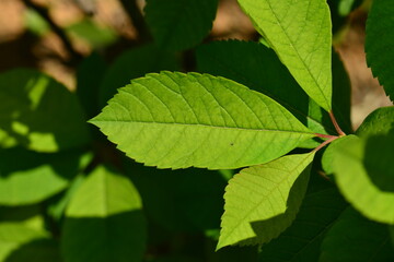 Exochorda serratifolia foliage of ovate serrated leaves arranged alternately along smooth upright branches in Korean landscapes