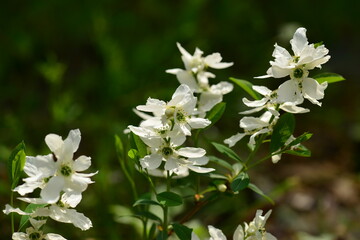Exochorda serratifolia clusters of white five-petaled spring blossoms forming bright floral displays at branch tips in Korean habitats