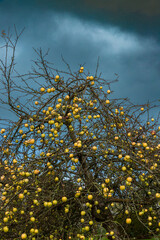 Apple tree in winter full of fruits 