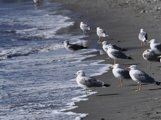 Seagulls on the shore of a beach