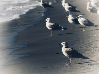 Seagulls on the shore of a beach