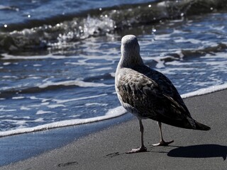 Seagulls on the shore of a beach