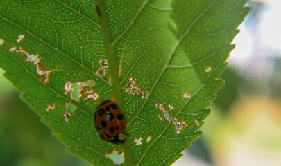 Ladybug on a green leaf with natural backlight
