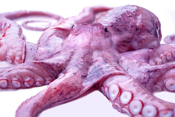 Detailed close-up octopus head, featuring large expressive eyes, cephalopod portrait, textured skin with vibrant colors, and subtle bioluminescent spots, mysterious deep-sea creature, marine biology © kittyfly