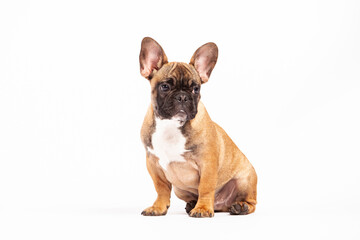 french bulldog puppy isolated
