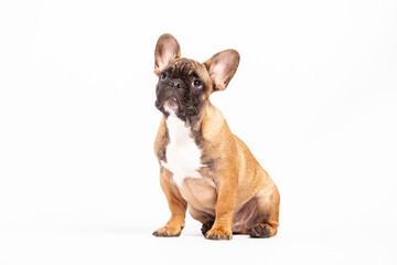 french bulldog puppy on white background